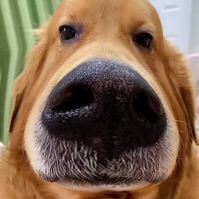 kongthapmod's profile picture