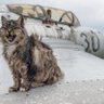 bigcatwar 的头像