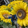 ひまわり🌻 profil fotoğrafı