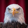 Phoenix 5 🏴☠️ profil fotoğrafı