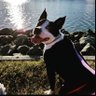 CaptainJack profil fotoğrafı