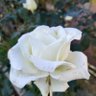 maria_lopes22's profile picture