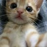 Yuan's profile picture