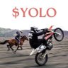 $YOLO's profile picture