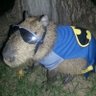 Фото профиля Capivara22