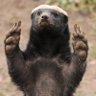 Фото профиля TheAngriestHoneyBadger