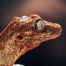 Gekko Tech & Gaming profil fotoğrafı