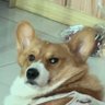 Zaper zeng profil fotoğrafı