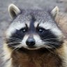 Gregorius profil fotoğrafı