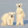2bears (Who is John Galt?) 🇳🇿 的头像