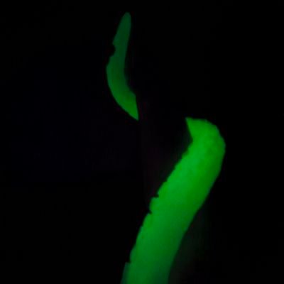 MaoMaoXiaoPuff's profile picture