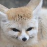 Fennec Foxo 的头像