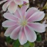 Фото профиля ハシ358