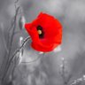 🇱🇻gavjambo🇱🇻🍺🍺🍺's profile picture