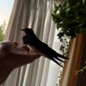 みづりん profil fotoğrafı
