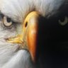 Yosi Tevi profil fotoğrafı