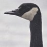 Profilbild von Don