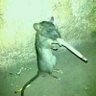 Фото профиля Rats against bıgøts 🐀 🍉 🌈