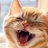 Profilbild von NEKO@