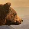 Danceswithbears profil fotoğrafı