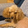 Фото профиля Just a girl dog
