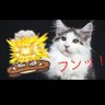 Cat's profile picture
