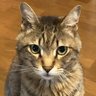 hikarihanaka profil fotoğrafı