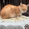 ナルト profil fotoğrafı