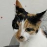 fenerli's profile picture