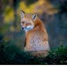 Фото профиля Wildlife Nature 🐾