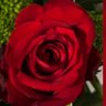 سلمى's profile picture