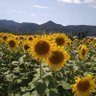 武乃内　朱里馬🌻［タケノウチ　シュリマ］〈赤馬の戦士−UMA−〉 的头像