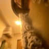 uçmayanbor profil fotoğrafı