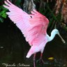 Фото профиля Marisha Collinson