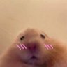Фото профиля KC_The_Hamster