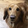 翔犬's profile picture