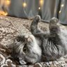 nevermore's profile picture