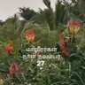 மு.வாசுதேவன் (தமிழர் வம்சம்) 的头像