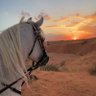 ٱلـجَـازِيـ♘ profil fotoğrafı
