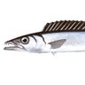 Snoek's profile picture