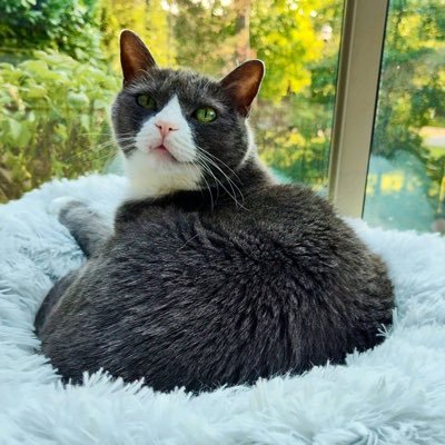 The Feral Cat Gang's profile picture