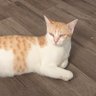 Klyo the cat's profile picture