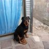 rudie profil fotoğrafı