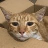 Profilbild von Rip