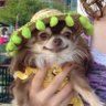 Фото профиля ChihuahuaLinda
