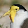 MASKED LAPWING (vanellus miles)'s profile picture