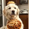 パスタ犬@無限貯金箱編 profil fotoğrafı