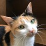 セリカ🐾🌗白銀の女帝's profile picture