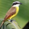 Great Kiskadee 的头像