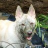 Dirtywhitedog 🐺🥎🍗 profil fotoğrafı